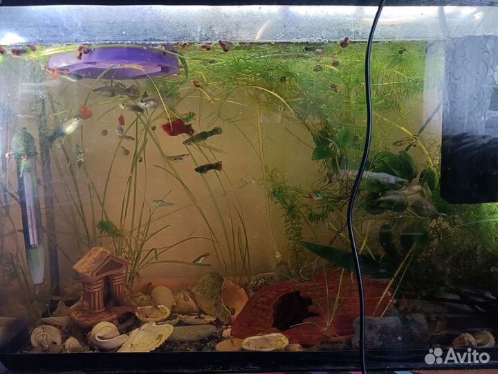 Аквариум
