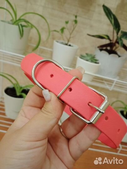 Ошейник из биотана