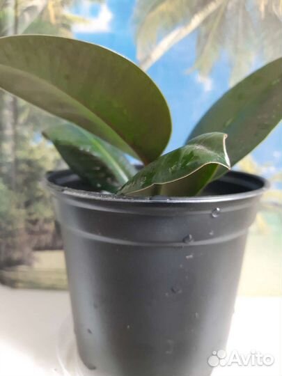 Комнатные растения.Фикус каучуконосный