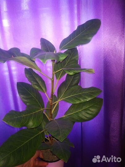 Фикус Альтиссима Бенгальский тигр