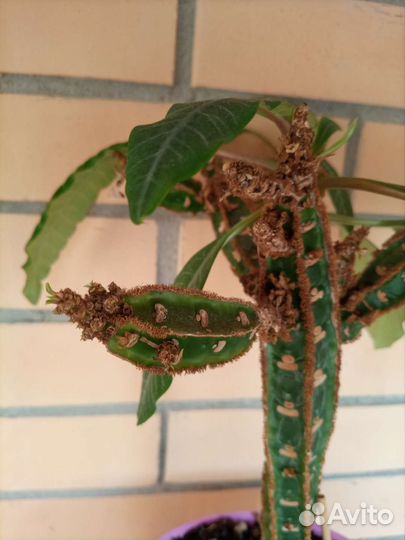 Молочай беложильчатый