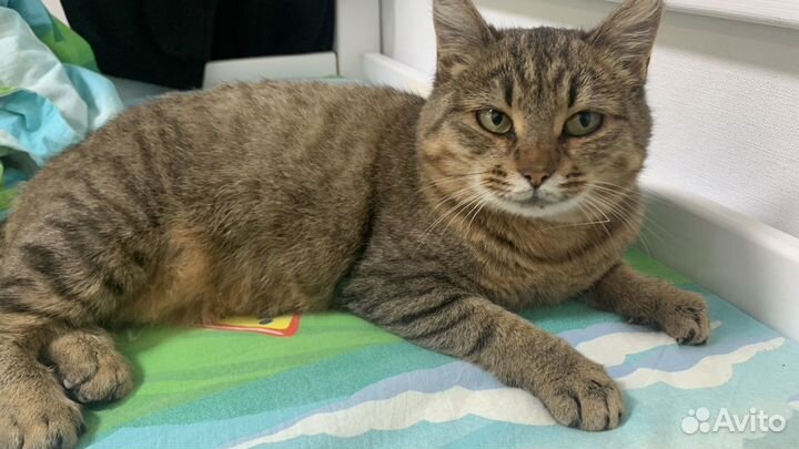 Кошка в дар