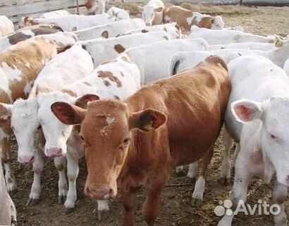 Породистые телята. Быстрая доставка