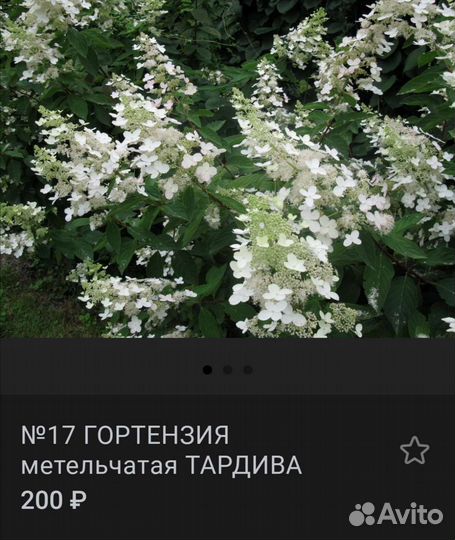 Гортензии 5 сортов