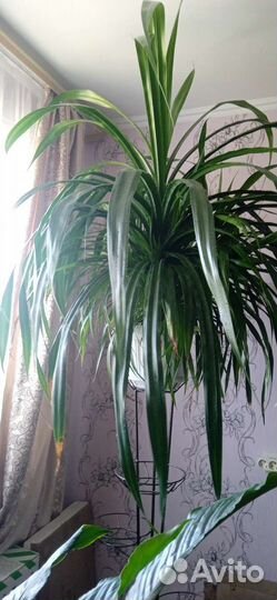 Пальма панданус