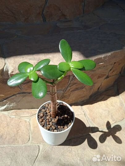 Суккуленты. Крассула: Овата Минор (денежное древо)