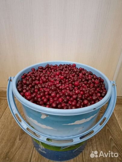 Ягоды клюква