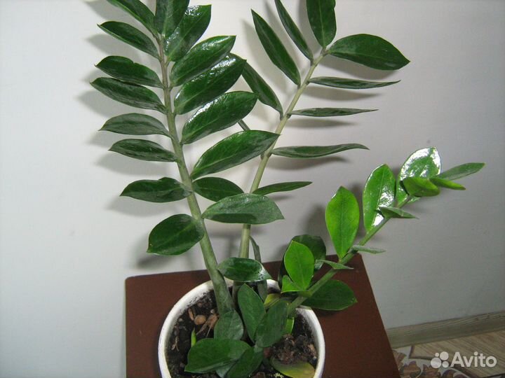 Комнатные растения цветы