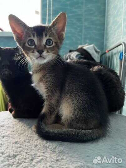 Абиссинская кошка