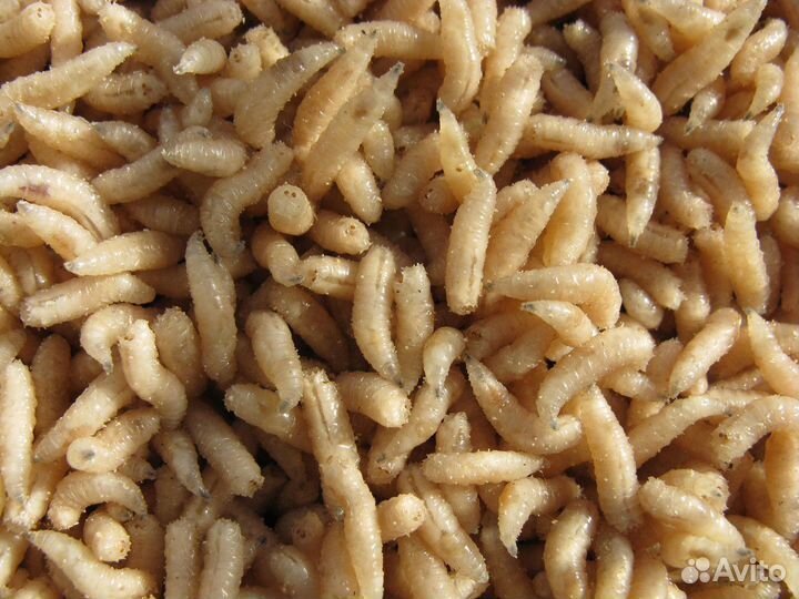 Опарыш гигант белый