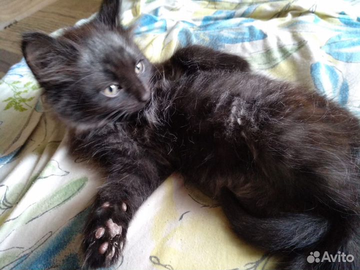 Котята. Отдадим в добрые руки