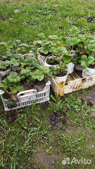 Рассада клубники