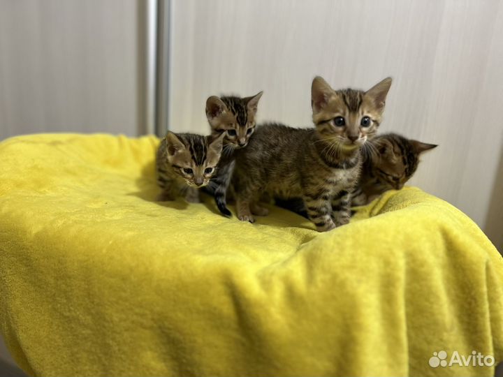 Бенгальские котята