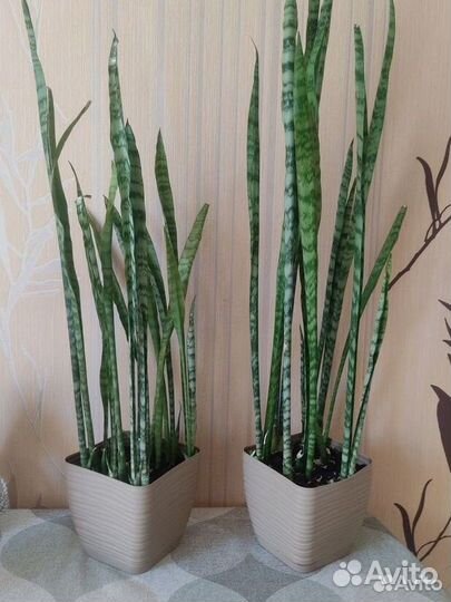 Сансевиерия (щучий хвост)