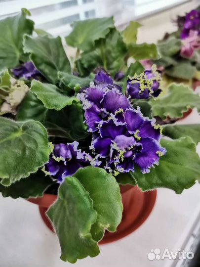 Фиалки сортовые