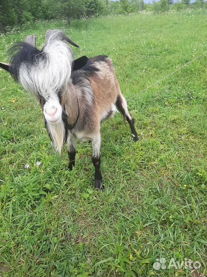 Козы с козлятами и козёл