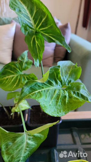 Комнатные растения