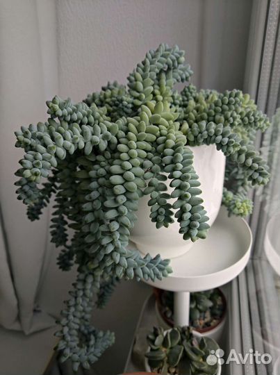 Седум (очиток) буррито. Суккулент