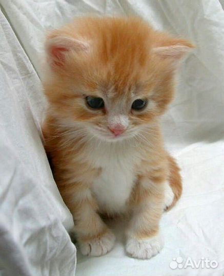 Рыжий котенок мальчик