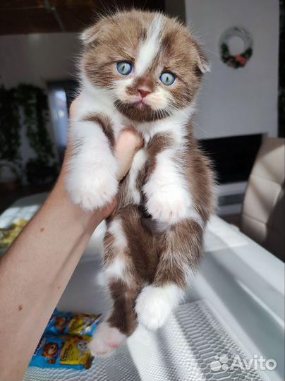 Мальчик фолд