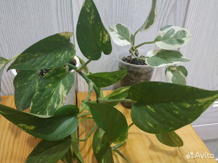 Сциндапсус N'joy, эпипремнум золотистый