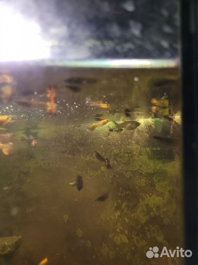 Мальки гуппи