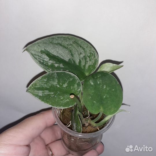 Сциндапсусы