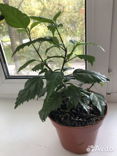 Гибискус китайская роза