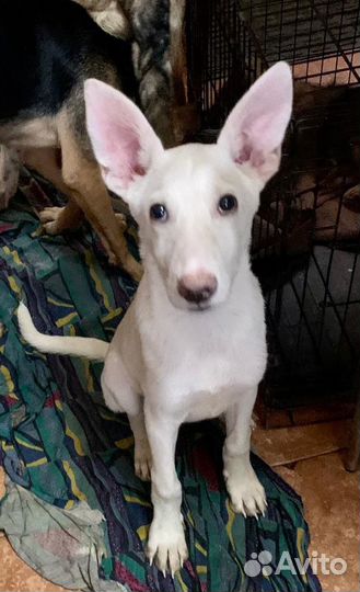 Собачка Снежок ищет дом и хозяина