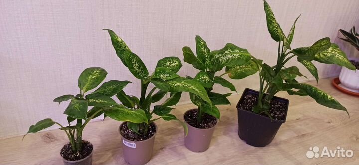 Диффенбахия кустовая