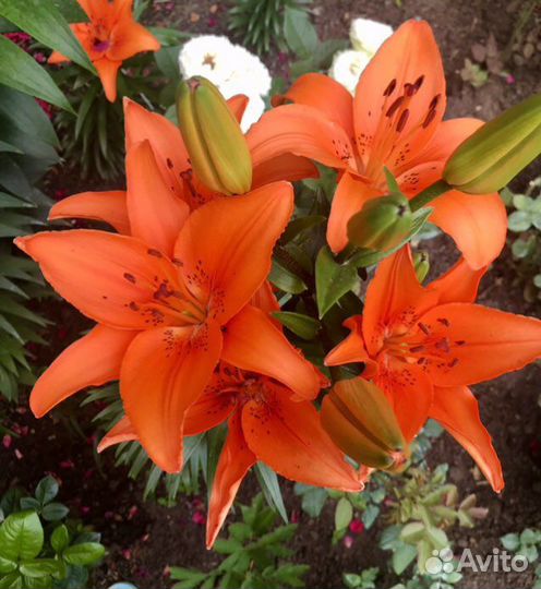 Лилии, лилейник, кампсис и др