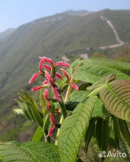 Орех маньчжурский, морозостойкий, семена