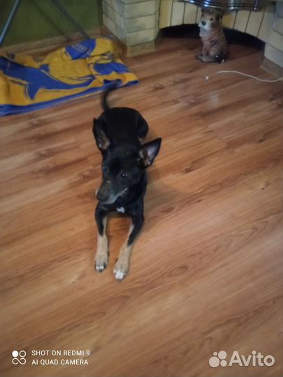 Тверкпинчер