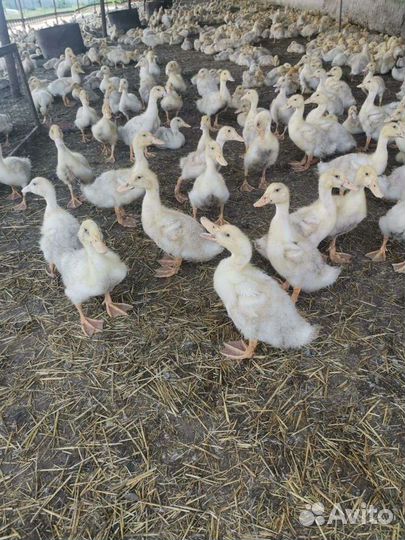 Муларды,утки, бройлеры