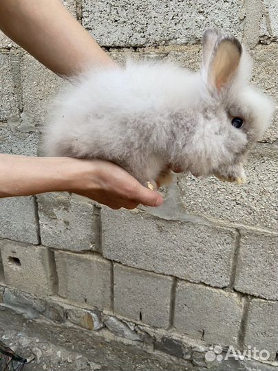 Кролики карликовые