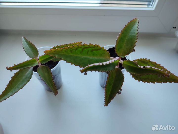 Каланхоэ Дегремона (лечебное)