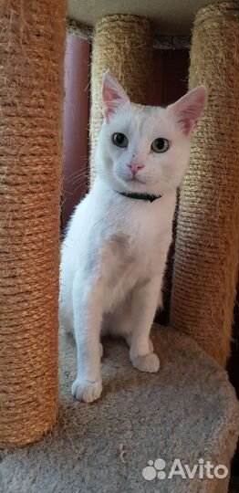 Самый ласковый Сахарок 1год привит кастрирован