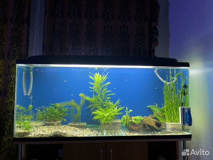 Пробам аквариум