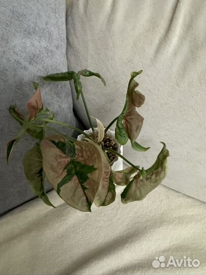 Сингониумы сортовые. Детки