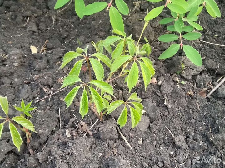 Девичий (дикий) виноград.Центр