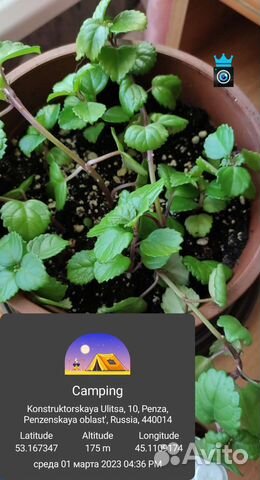 Комнатные цветы