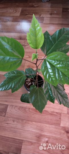 Гибискус китайская роза