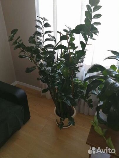 Замиокулькас