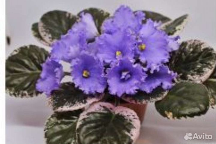 Сортовые Фиалки