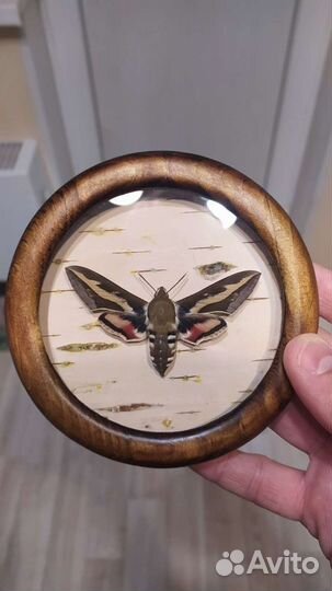 Бабочки в рамке