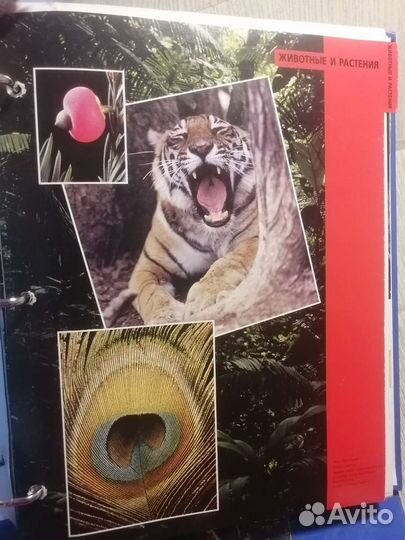 Энциклопедия древо познания коллекция