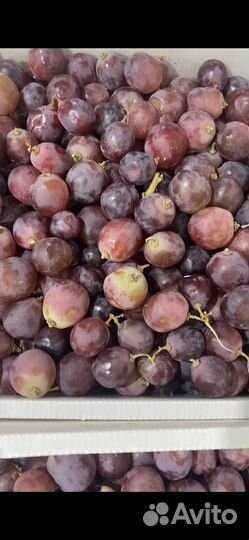 Виноград для вина