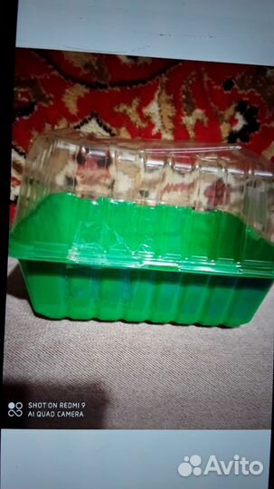 Сансев.,табл.пласт.,диффенбахия,расс. горшк,семена