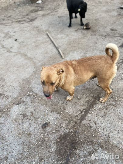 Бультерьер