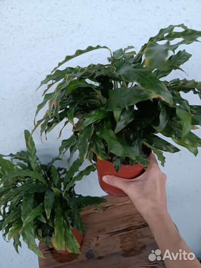 Калатея Руфибарба. Узколистная